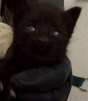 BENITO -  Domestic Medium Hair Cat for Adoption in Dallas, Texas - BENITO | PetCurious