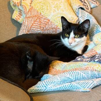 Fiodora -  Domestic Short Hair Cat for Adoption in Beulaville, North Carolina - Fiodora | PetCurious