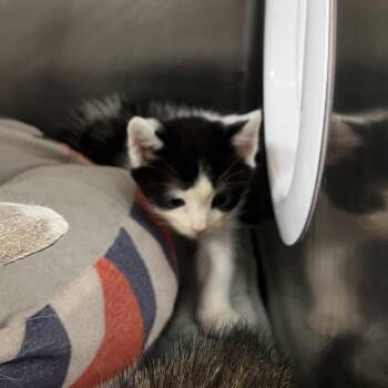 Alex -  Domestic Short Hair Cat for Adoption in West Palm Beach, Florida - Alex | PetCurious
