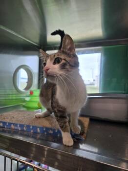 Domestic Short Hair Cats Available for Adoption in Wellington, Kansas - Honey Graham Latte | PetCurious