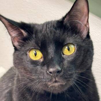 Little Ninja -  Domestic Short Hair and Mixed Breed Cat for Adoption in Decatur, Georgia - Little Ninja | PetCurious