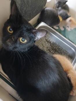 Rescue Domestic Short Hair Cats for Adoption in Cincinnati, Ohio - Bavmorda | PetCurious