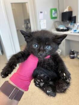Bert -  Domestic Short Hair Cat for Adoption in Lafayette, Indiana - Bert | PetCurious