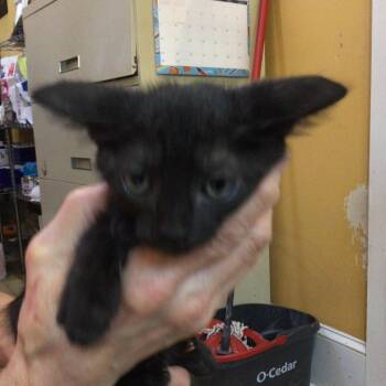 Belle -  American Bobtail Cat for Adoption in New Orleans, Louisiana - Belle | PetCurious