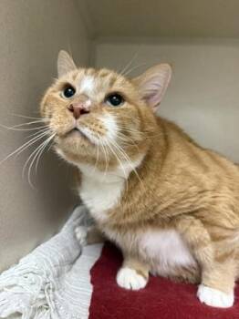 Peel -  Domestic Short Hair Cat for Adoption in East Brookfield, Massachusetts - Peel | PetCurious