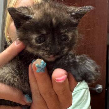 Boogie -  Domestic Short Hair Cat for Adoption in North Canton, Ohio - Boogie | PetCurious