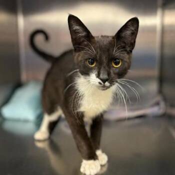 Domestic Short Hair Cats Available for Adoption in Fort Worth, Texas - Ramona | PetCurious
