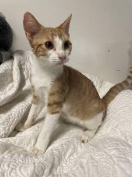 EnidSinclair -  Domestic Short Hair Cat for Adoption in Covington, Louisiana - EnidSinclair | PetCurious