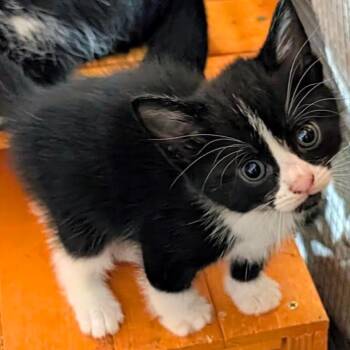 Delilha (Lilha) -  Domestic Short Hair Cat for Adoption in Gordonsville, Tennessee - Delilha (Lilha) | PetCurious