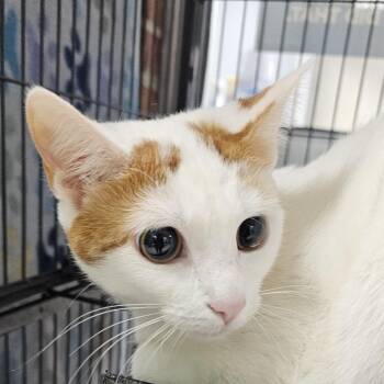 Rescue Domestic Short Hair Cats for Adoption in Camden, Delaware - Claire | PetCurious