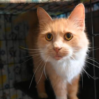 Rescue Tabby and Domestic Long Hair Cats for Adoption in Shippenville, Pennsylvania - Major Babydoll | PetCurious