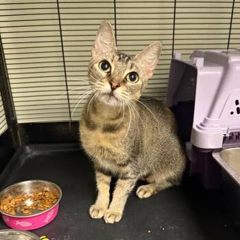 Poppy -  Domestic Short Hair Cat for Adoption in Houston, Texas - Poppy | PetCurious