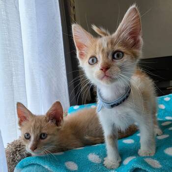 Marmalade -  Domestic Short Hair Cat for Adoption in Normal, Illinois - Marmalade | PetCurious
