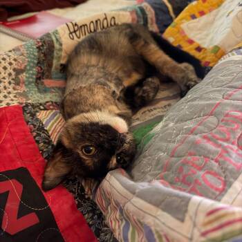 Tana C12521 -  Domestic Short Hair Cat for Adoption - Tana C12521 | PetCurious