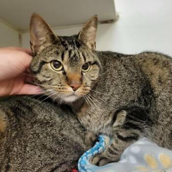 Domestic Short Hair Cats Available for Adoption in Columbia, Missouri - Samwise Gamgee (& Frodo Baggins) | PetCurious
