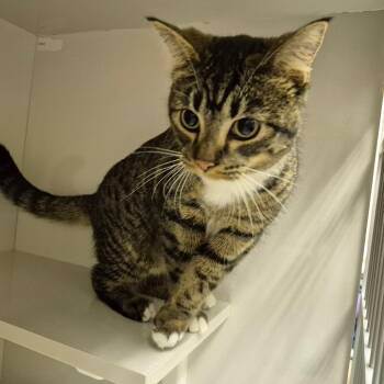 Dean -  Domestic Short Hair Cat for Adoption in Drumheller, Alberta - Dean | PetCurious