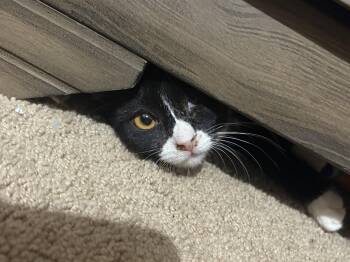 Agatha -  Domestic Short Hair Cat for Adoption in Randolph, Alabama - Agatha | PetCurious