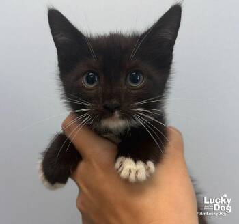 Diego -  Domestic Short Hair Cat for Adoption in Washington, District Of Columbia - Diego | PetCurious