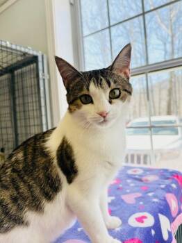 Pixie -  Domestic Short Hair Cat for Adoption in Lovingston, Virginia - Pixie | PetCurious