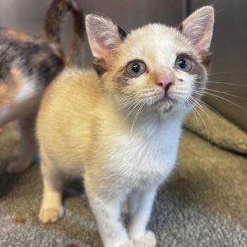 Scarlett -  Domestic Short Hair Cat for Adoption in Belleville, Illinois - Scarlett | PetCurious