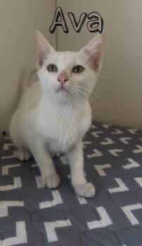 Ava -  Siamese Cat for Adoption in Tyler, Texas - Ava | PetCurious