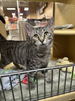 Rescue Domestic Short Hair Cats for Adoption in Seven Valleys, Pennsylvania - Rhylee | PetCurious