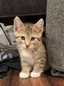 Cecil -  Domestic Medium Hair Cat for Adoption in Dayton, Minnesota - Cecil | PetCurious