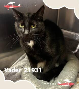 VADER -  Domestic Short Hair Cat for Adoption in Marietta, Georgia - VADER | PetCurious