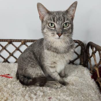 Mindy -  Domestic Short Hair Cat for Adoption in Fort Wayne, Indiana - Mindy | PetCurious