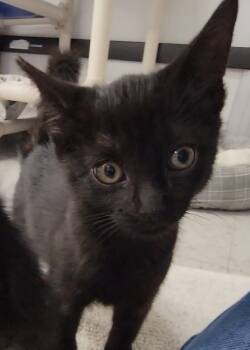 Rescue Domestic Short Hair Cats for Adoption in Elmira, New York - Alvin | PetCurious