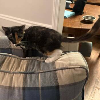 Pawlly -  Domestic Medium Hair Cat for Adoption in Buffalo, Minnesota - Pawlly | PetCurious