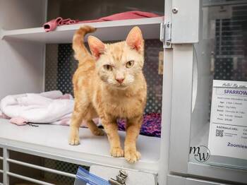 Domestic Short Hair Cats Available for Adoption in Omaha, Nebraska - SPARROW | PetCurious