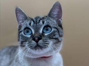 Mochi -  Domestic Short Hair Cat for Adoption in Portland, Oregon - Mochi | PetCurious