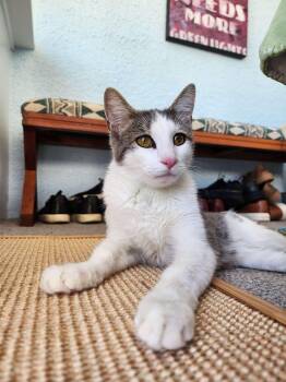 Rescue American Shorthair Cats for Adoption in Piscataway, New Jersey - Brussel Sprout | PetCurious