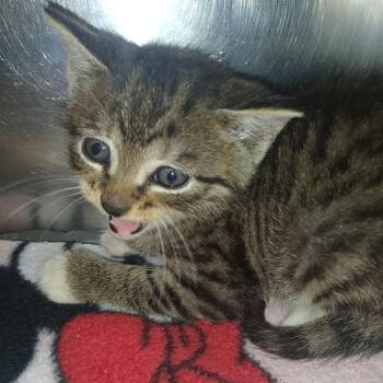 Orbit -  Domestic Short Hair Cat for Adoption in Valley, Alabama - Orbit | PetCurious