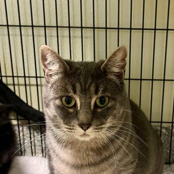Rescue Domestic Short Hair Cats for Adoption in Eastsound, Washington - Marge | PetCurious