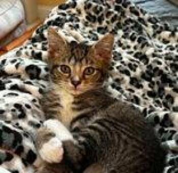 Jupiter -  Domestic Short Hair Cat for Adoption in Newport, Kentucky - Jupiter | PetCurious