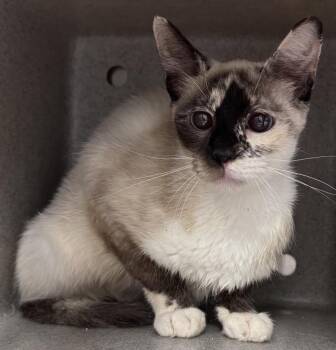 Rescue Siamese Cats for Adoption in Salisbury, North Carolina - BIRCH | PetCurious