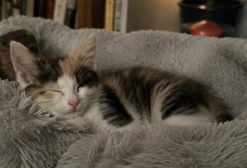 Frenchy -  Domestic Short Hair Cat for Adoption - Frenchy | PetCurious