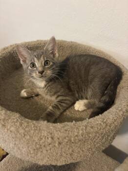 Stanley -  Domestic Short Hair Cat for Adoption in Rochester, Indiana - Stanley | PetCurious