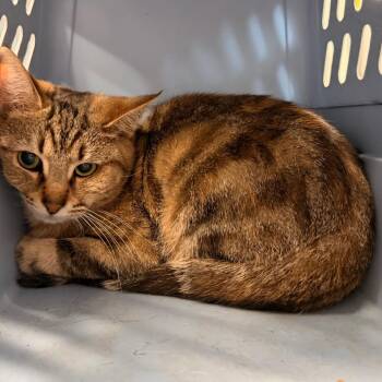 Domestic Short Hair Cats Available for Adoption - Baby Girl | PetCurious