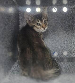 Domestic Short Hair Cats Available for Adoption in Dallas, Texas - BOBCAT | PetCurious