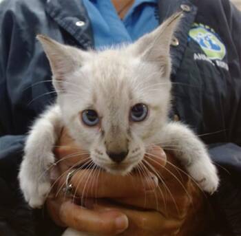 JOHNNY -  Domestic Short Hair Cat for Adoption in Doral, Florida - JOHNNY | PetCurious