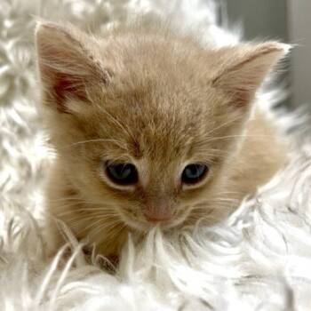 Vanilla Bean -  Domestic Short Hair Cat for Adoption in Vienna, Ontario - Vanilla Bean | PetCurious