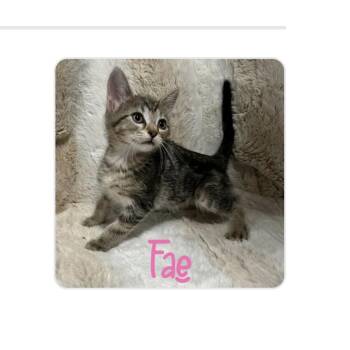 Fae -  Domestic Short Hair Cat for Adoption - Fae | PetCurious