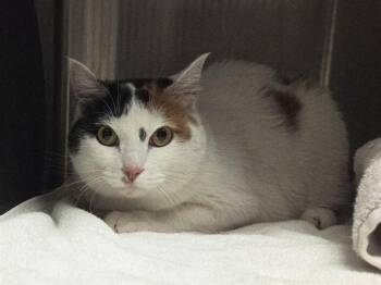 Domestic Medium Hair Cats Available for Adoption in Martinez, California - MULAN | PetCurious