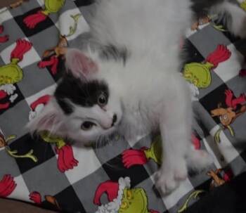 Miu Miu -  Domestic Short Hair Cat for Adoption in Winnipeg, Manitoba - Miu Miu | PetCurious