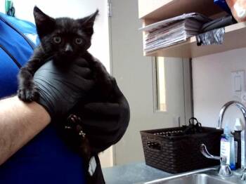MEATBALL -  Domestic Short Hair Cat for Adoption in Martinez, California - MEATBALL | PetCurious