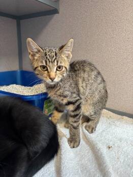 Orange Blossom -  Domestic Short Hair Cat for Adoption in Liverpool, New York - Orange Blossom | PetCurious