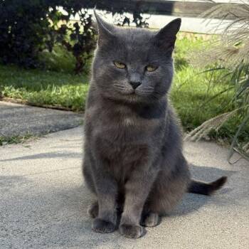 Stavros -  Domestic Short Hair Cat for Adoption in Dayton, Ohio - Stavros | PetCurious